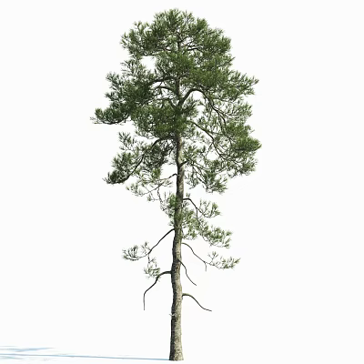 Tall Pine Tree With Straight Trunk And Green Foliage Isolated On White Background 3d model