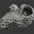 Coral Polyps Calcareous Structure Featuring Honeycomb Holes And Natural White Form