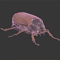 Brown Beetle With Hard Shell Long Legs And Antennae On Black Reflective Background 3d model