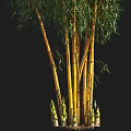 Yellow Bamboo Clump With Green Leaves On Black Background And Human Silhouette
