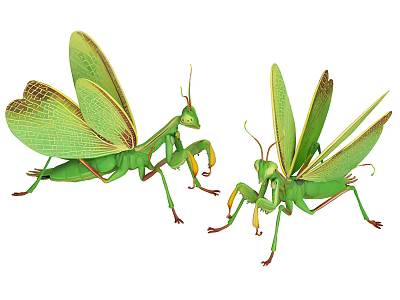 Two Green Mantises With Large Detailed Wings And Lifelike Body Features 3d model
