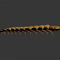 Light Brown Starfish With Curved Arms On Dark Background Showing Natural Shape And Texture