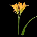 Vibrant Yellow Flowers With Green Leaves On Black Background Arrangement