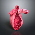 Detailed Organ Heart Model with Hair Follicle and Vascular Structure Features