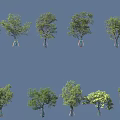 Different Arbor Trees With Lush Green Foliage And Diverse Natural Growth Forms 3d model