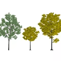 Three Arbor Trees Featuring Green And Yellow Foliage With Tall Trunks 3d model