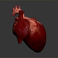 Heart Heart Human Heart Heart Anatomical Organs Human Organs Human Body 3d model