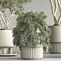 Potted Bonsai Trees With Green Foliage In White Pots For Indoor Decoration
