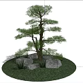 Tall Evergreen Tree Growing In Circular Grass Area With Rocks And Blue Sky
