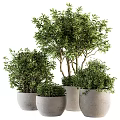 Lush Green Bonsai Potted Plants In Gray Pots With Various Sizes And Foliage