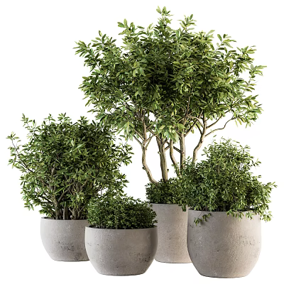 Lush Green Bonsai Potted Plants In Gray Pots With Various Sizes And Foliage 3d model