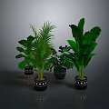 Green Indoor Plants with Various Large Leaf Types in Black Pots with White Decorative Patterns
