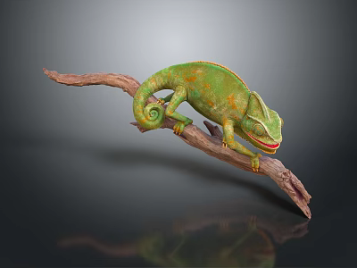 Vibrant Green Chameleon Clinging To Wooden Branch With Curled Tail And Reflection 3d model