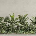 Lush Green Tropical Plants With Banana Leaves And Palm Fronds Against Light Beige Wall