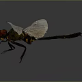Vibrant Dragonfly With Green Body Red Head And Transparent Wings On Dark Background