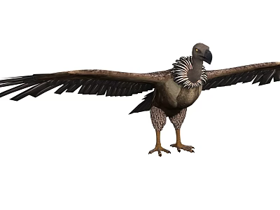 Majestic Vulture With Spread Wings And Neck Feathers Standing Tall 3d model