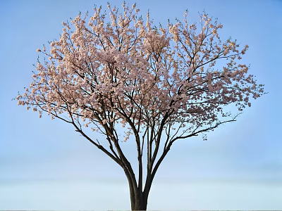 Beautiful Cherry Tree With Pink Blossoms Against Clear Blue Sky 3d model