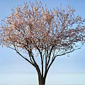 Beautiful Cherry Tree With Pink Blossoms Against Clear Blue Sky
