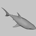 Realistic Blue Shark 3D Model With Open Mouth And Sharp Teeth