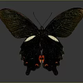 Black Butterfly With White And Red Spots On Wings Isolated On Gray Background