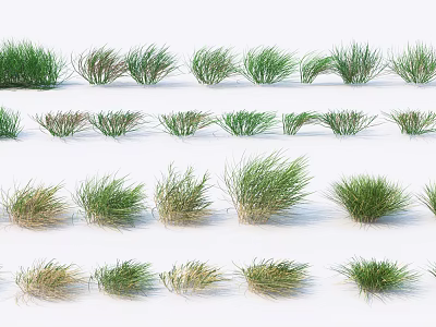 Various Grass Plants With Different Growth Forms And Natural Green Hues 3d model