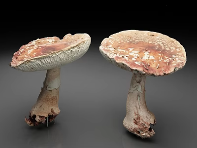 Two Large Mushrooms With Brown White Spotted Caps And Rooted Stems On Gray Background 3d model