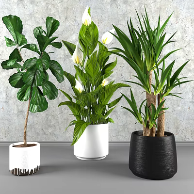 Indoor Bonsai Potted Plants with Green Leaves White Flowers in White Black Textured Pots 3d model