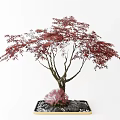 Bonsai Plant With Red Leaves Brown Trunk And Pink Decorative Stones