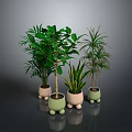Different Green Plants In Decorative Pots With Small Feet On Reflective Gray Background