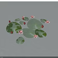 Pink Lotus Flowers With Red Buds And Green Lily Pads On Water Surface