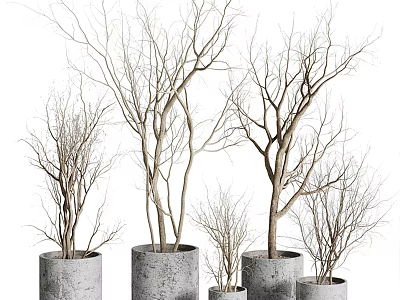 Decorative Bare Branch Bonsai Plants In Concrete Pots Of Various Sizes 3d model