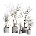 Decorative Bare Branch Bonsai Plants In Concrete Pots Of Various Sizes