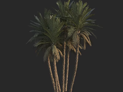 Lush Palm Trees With Tall Trunks And Green Fronds Against Dark Background 3d model