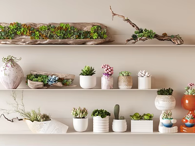 Succulent Plants Arranged On Indoor Shelves With Various Decorative Pots And Varieties 3d model
