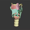 Medical Device Human Organ Anatomical Model with Color Coded Components for Educational Training 3d model