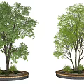 Circular Tree Pit Design With Trees And Small Plants On Brick Edge 3d model