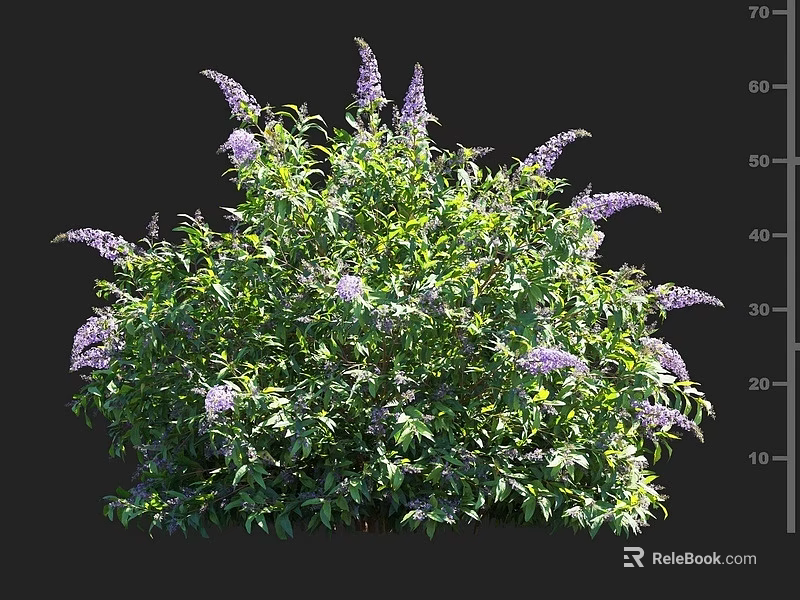 Lush Shrub With Green Leaves And Purple Flowers In Full Bloom 3d model 