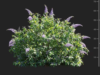 Lush Shrub With Green Leaves And Purple Flowers In Full Bloom 3d model