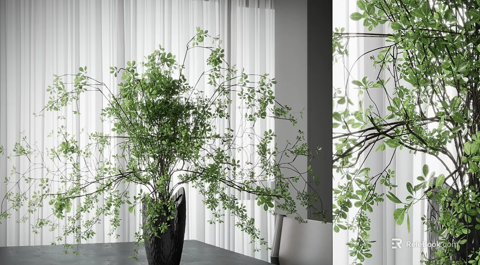 Bonsai Plant With Green Leaves Slender Branches In Black Pot Indoor Modern Interior With Curtains 3d model 