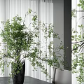 Bonsai Plant With Green Leaves Slender Branches In Black Pot Indoor Modern Interior With Curtains