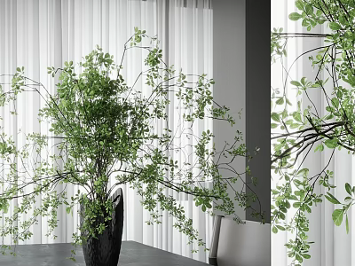Bonsai Plant With Green Leaves Slender Branches In Black Pot Indoor Modern Interior With Curtains 3d model