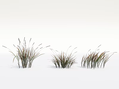 Decorative Grasses With Different Shapes In Green And Brown Isolated On White 3d model