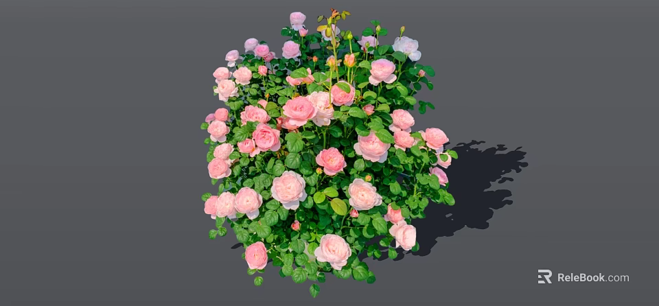 Beautiful Pink and Light Pink Roses Growing in Lush Green Leafy Bush 3d model 