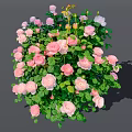 Beautiful Pink and Light Pink Roses Growing in Lush Green Leafy Bush
