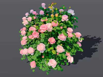 Beautiful Pink and Light Pink Roses Growing in Lush Green Leafy Bush 3d model