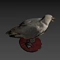 Seagull Taxidermy Mount On Wooden Base With Dark Background