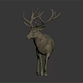 Stag with Large Antlers and Mossy Coat Standing on White Background with Reflection