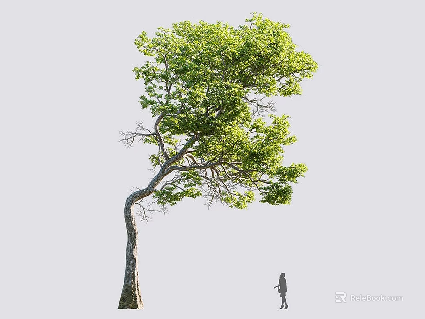 Tall Deciduous Tree With Curved Trunk And Lush Green Foliage Beside Human Figure 3d model 