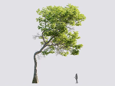 Tall Deciduous Tree With Curved Trunk And Lush Green Foliage Beside Human Figure 3d model