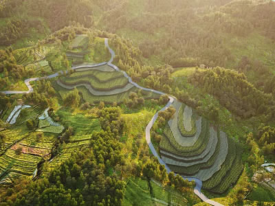 Sunlit Scenic Terraced Fields Landscape With Green Hillsides Winding Roads And Lush Forests 3d model